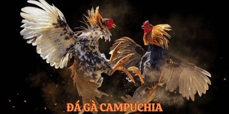 Đá gà Campuchia ga179